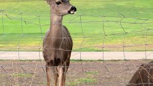 Keep Deer Away From Your Plants And