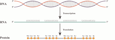 From Dna To Rna To Protein How Does It Work