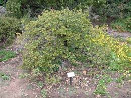 arctostaphylos ii monterey carpet