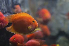 On occasion, they may venture down to the substrate to dig for food as well. Tailless Parrot Fish For Sale Freshwater Parrot Fish Compatibility
