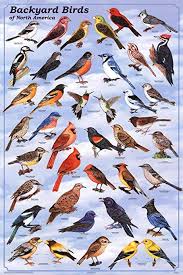 Laminated Backyard Birds Educational Science Chart Poster Laminated Poster 24 X 36in