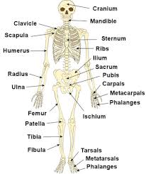 The Human Skeleton Bones Structure Function Teachpe Com