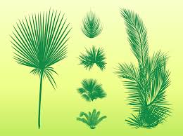 palm leaves set vector art graphics