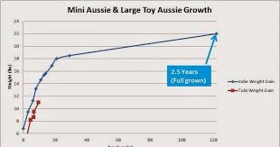 Raising A Mini Aussie Growth Stats