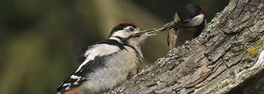 We did not find results for: Great Spotted Woodpecker