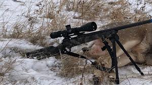 ruger american predator 6 5 creedmoor