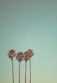 California Palm Tree Pictures ...