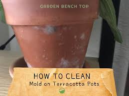 Mold On Terracotta Pot Why It