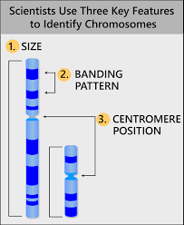how do scientists read chromosomes