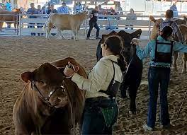 Saddle Up For The Rgv Livestock Show Vbr