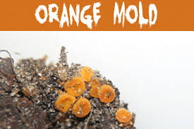 what color is mold mold help for you