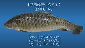 Itulah berbagai macam jenis ikan hias air tawar termahal di indonesia versi uplur.com. Ikan Empurau Ikan Paling Mahal Dalam Malaysia Iluminasi Ikan Air Tawar Ikan Dasar Sungai