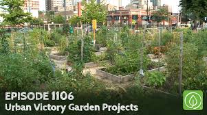 Episode 1106 Urban Victory Gardens