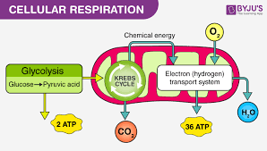 what happens if cellular respiration stops
