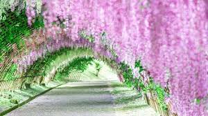 kawachi fuji garden wisteria tunnel