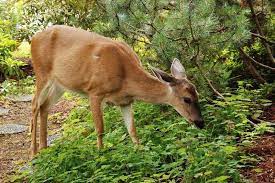 Keep Deer Out Of Your Garden Trees
