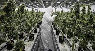 Marijuana legalization adds $ 34.3 billion to Canada's GDP | The world