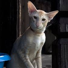The oriental is a svelte cat with long, tapering lines, very lithe but muscular. Oriental Shorthair Cat Breeders Near Me