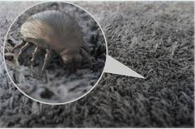 help there are fleas in my carpet