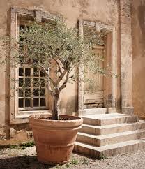 Grow An Olive Tree In A Container