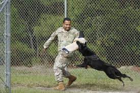 canines makes for successful mwd teams