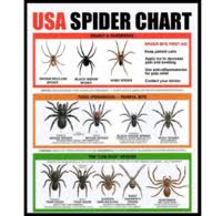 Free Spider Identification Chart Sampables