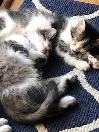 Maine coons, like american shorthairs, are considered native to america because they've been on this continent since the colonial days, and perhaps longer. Pin On Main Coons For Adoption