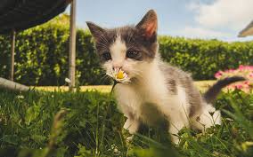 Poisonous Plants For Dogs And Cats An
