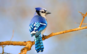 Blue jays can be found east of the rocky mountains throughout north america and have commonly blue jays may not hold court like crows, but they can mimic the cries of hawks, use tools, and work. Blue Jay Audubon Field Guide