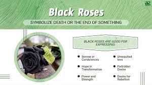 black roses meaning symbolism and