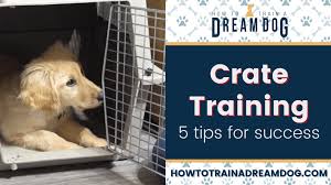 puppy crate training success