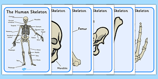 Try to use the scientific name. Human Skeleton Display Posters Scientific Names