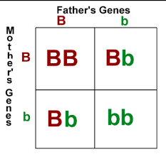 The punnett square calculator allows you to estimate the possibility that certain genes will be inherited, and this punnett square generator will teach you the basics of genetics, and will guide you genotype describes hidden genetic properties of a trait. Punnett Square Details Quick Check 7 Flashcards Quizlet