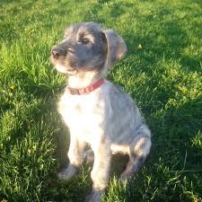 norhunter irish wolfhounds