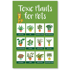 Toxic Plants For Pets