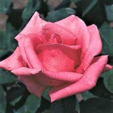 pink peace rose at naturehills com