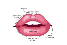 lip per studio dentaire