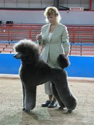 poodle club of new south wales inc