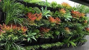 Top 10 Plants For Vertical Garden Top