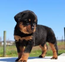 puppies rottweiler germany
