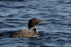 maine audubon annual loon count set for