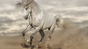 hd wallpaper white horse running 8k