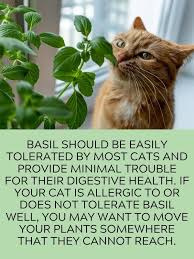 is basil safe for cats to eat or is it