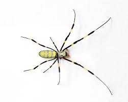 like it or not joro spiders are here