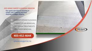 carpet pet stain cleaning calgary oxy