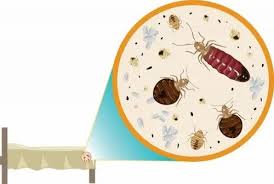 Bed Bugs Pest Control Service Bed Bugs