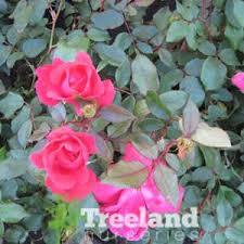 red rose rosa x radrazz pp11836