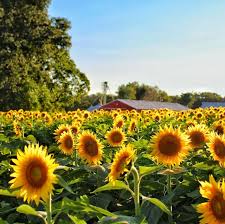 Sunflowers like to grow in a rich soil. 15 Different Types Of Sunflowers Sunflower Varieties To Plant