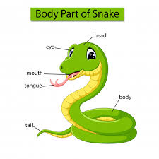 Diagram Showing Body Part Of Snake Vector Premium Download