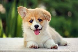 Please do not ask for help here. 50 Cutest Dog Breeds As Puppies Reader S Digest